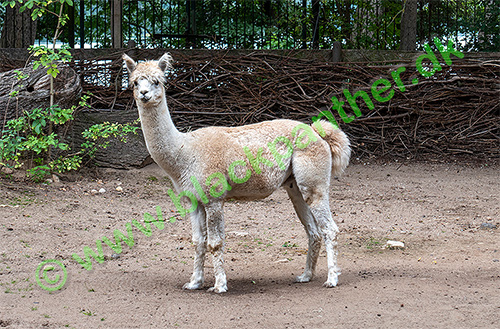 Animal from Schwerin Zoo
