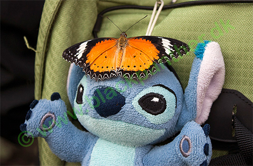 Butterfly on Stitch