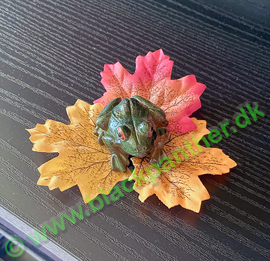 Decoration with a frog on some fall leaves