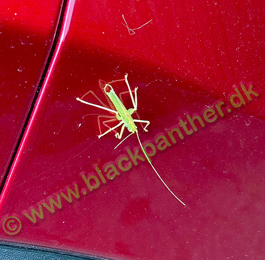 A green bug on my red car