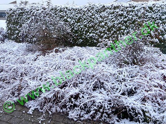 Plants covered in light snow